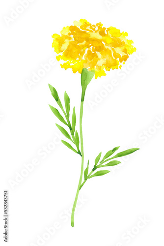 Marigold flower.Hand drawn Illustration in watercolor isolated on a white background.symbol of mexican holiday Day of dead.