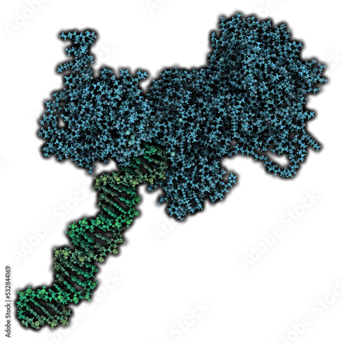 Poly (ADP-ribose) polymerase 1 (PARP-1) DNA damage detection protein. Target of cancer drug development. photo