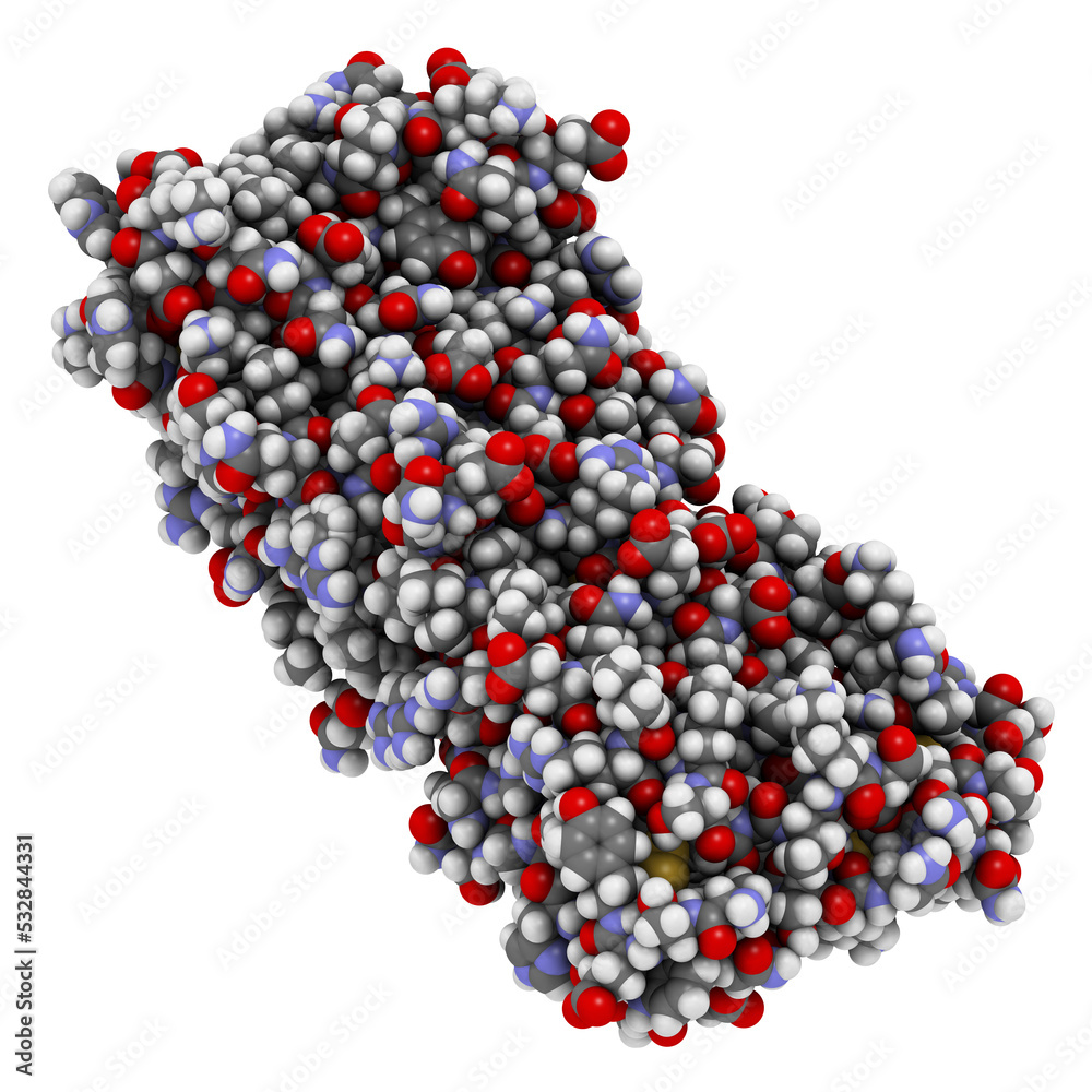 Colony stimulating factor 1 (CSF-1, M-CSF). Also known as macrophage colony stimulating factor. Colony stimulating factor 1 (CSF-1, M-CSF). Also known as macrophage colony stimulating factor.