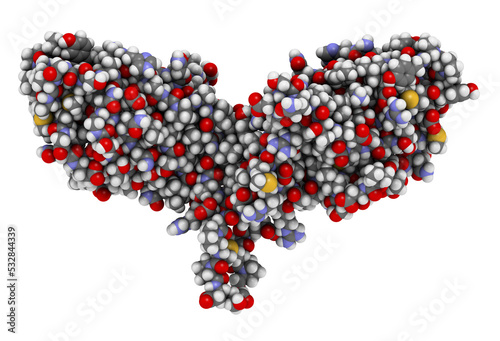 CTLA-4 (Cytotoxic T-lymphocyte-associated protein 4, CD152) protein. CTLA4 blocking antibodies are used in cancer therapy (immune checkpoint blockade therapy).