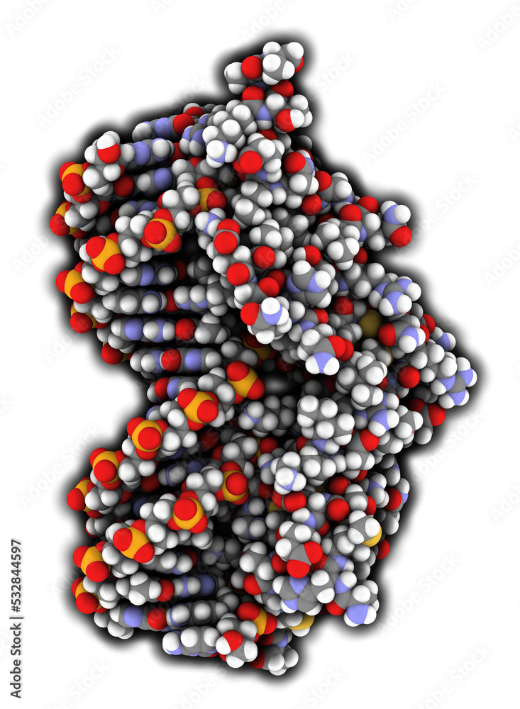Glucocorticoid receptor, DNA binding domain bound to a DNA double strand. Glucocorticoid receptor, DNA binding domain bound to a DNA double strand.