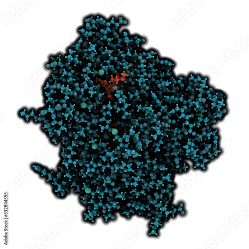 Phosphodiesterase 5 (PDE5) enzyme. Inhibition of this enzyme is the mechanism of action of sildenafil, tadalafil and vardenafil, used to treat erectile dysfunction. photo