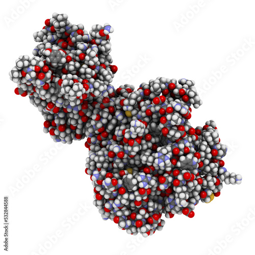 Human pancreatic lipase (HPL) enzyme, in complex with colipase. Performs first steps in the digestion of triglycerides (fat, oil) in the duodenum.