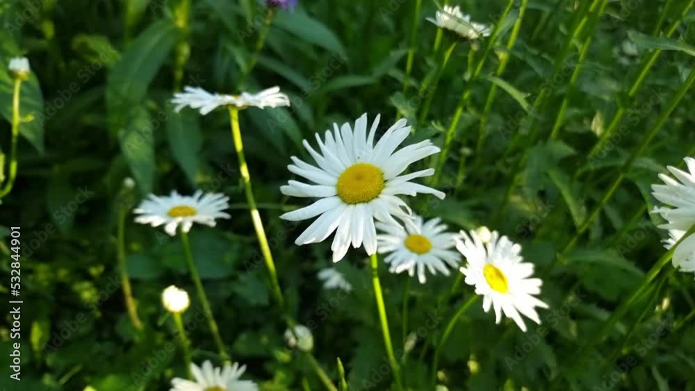 White daisies in the garden in the morning sun under the leaves of trees. White daisies in the garden in the morning sun under the leaves of trees.