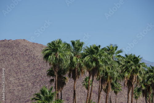 California fan palms in the mountain desert area