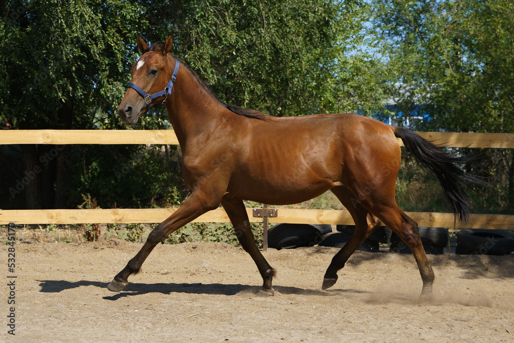A beautiful bay one-year-old foal in a blue halter trotting in the paddock A beautiful bay one-year-old foal in a blue halter trotting in the paddock