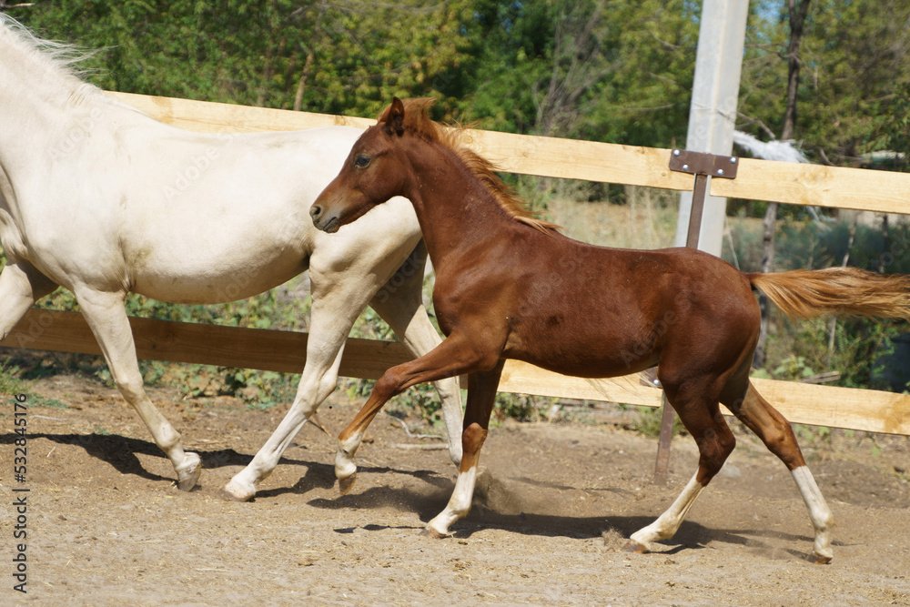 Little chestnut Welsh pony foal and him mother trotting in paddock Little chestnut Welsh pony foal and him mother trotting in paddock