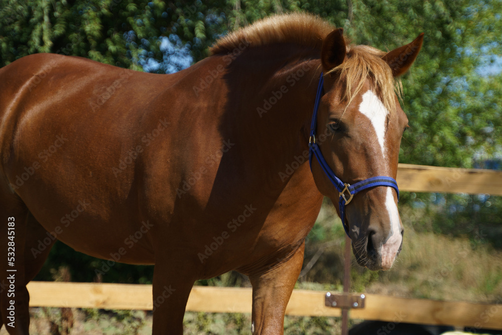 Portrait of a chestnut heavy gelding in a blue halter against the background of trees Portrait of a chestnut heavy gelding in a blue halter against the background of trees