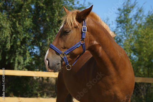 Portrait of a chestnut heavy gelding in a blue halter against the background of trees © Polina