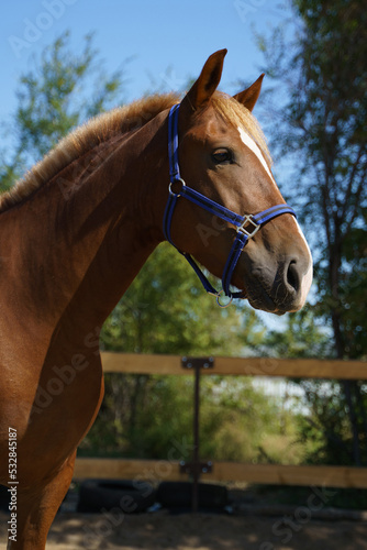 Portrait of a chestnut heavy gelding in a blue halter against the background of trees