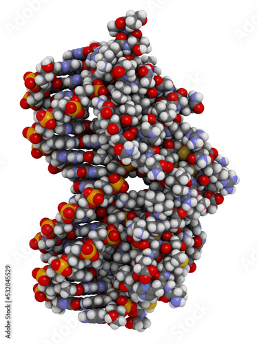Glucocorticoid receptor, DNA binding domain bound to a DNA double strand. photo