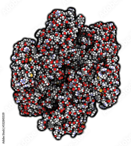 Coagulation factor XIII (FXIII, A subunits), molecular structure. Crosslinks fibrin after activation to FXIIIa by thrombin. photo