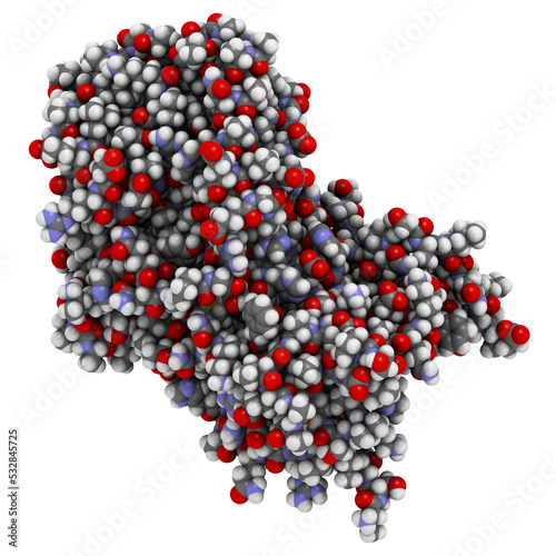 alpha 2-antiplasmin (a2-antiplasmin) protein molecule. Main inhibitor of blood clot dissolving enzyme plasmin.