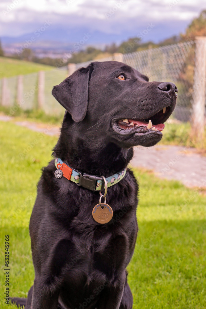 Mooie labrador man