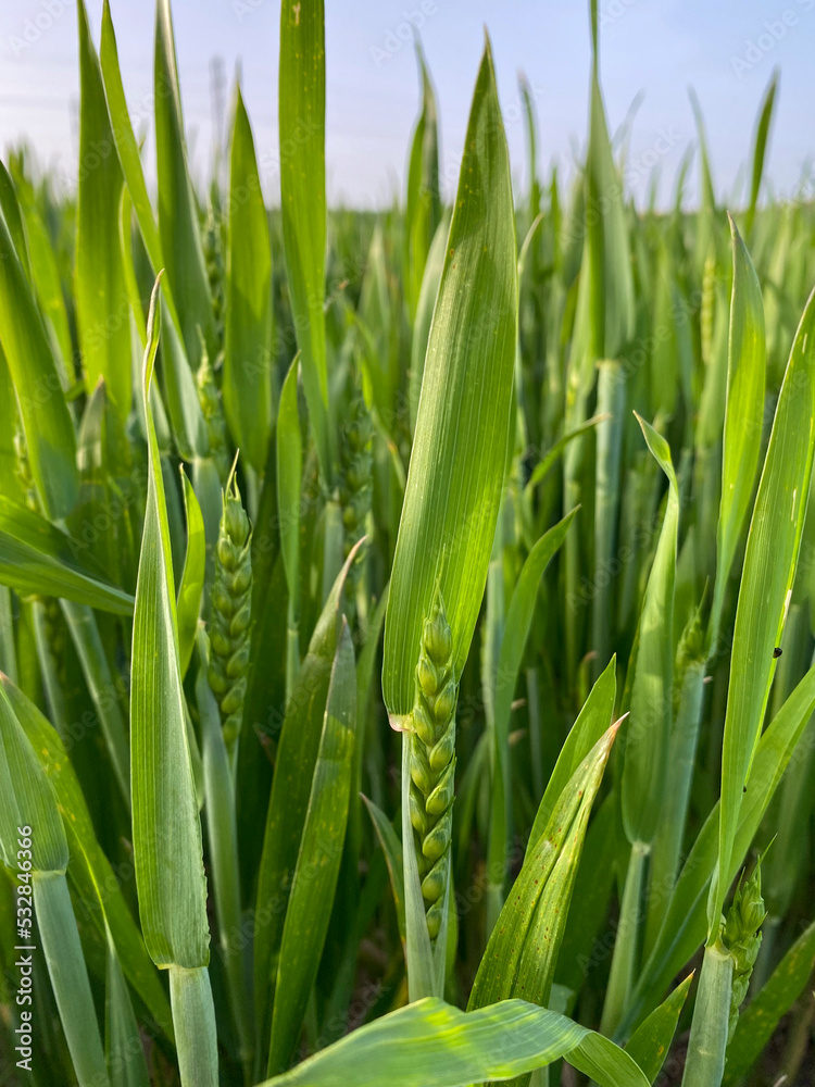 Obraz premium CEREALES VERDES PRIMAVERA 