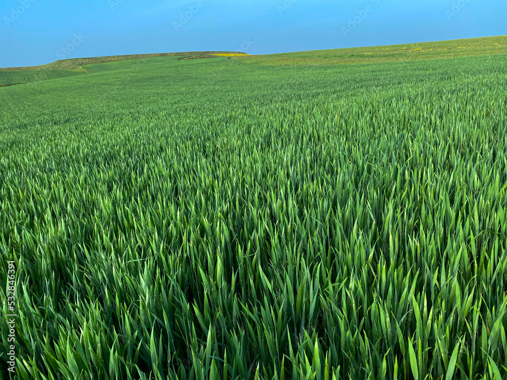 CEREALES VERDES PRIMAVERA 