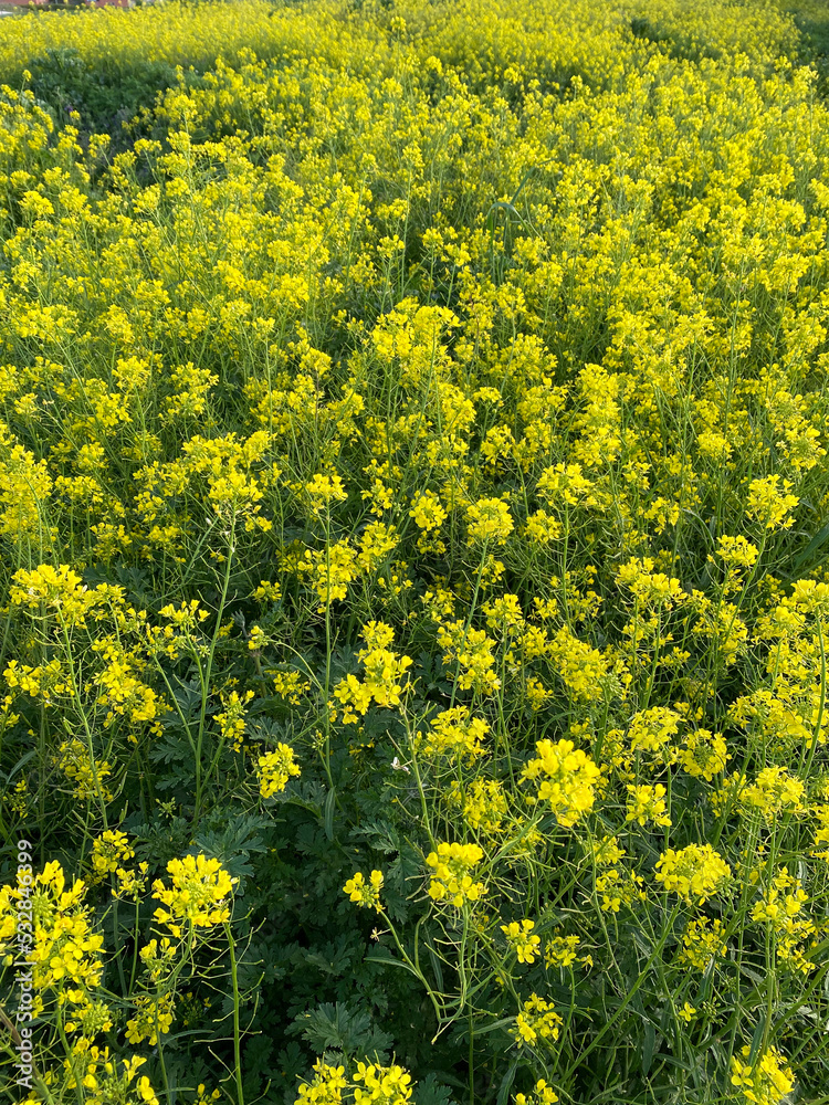 campos en flor primavera 2022 castilla españa campos en flor primavera 2022 castilla españa