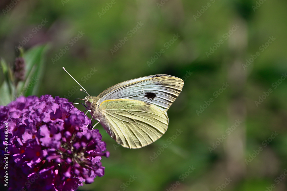 Buttrerfly sucking nectar out of a purple flower. Buttrerfly sucking nectar out of a purple flower.