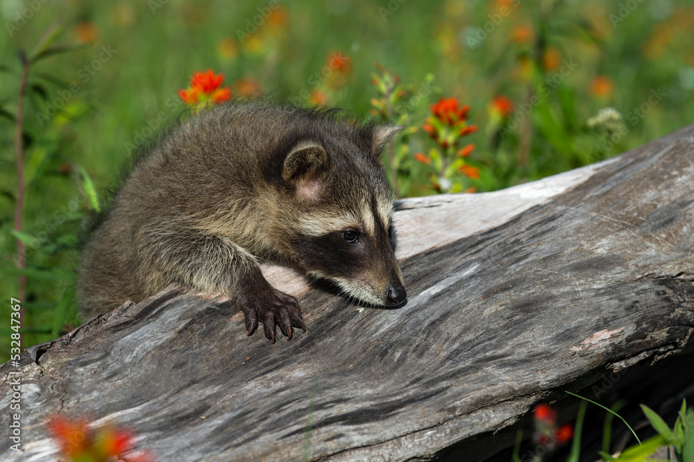 Raccoon (Procyon lotor) Hangs Over Top of Log Prairie Fire Flowers in Background Summer Raccoon (Procyon lotor) Hangs Over Top of Log Prairie Fire Flowers in Background Summer