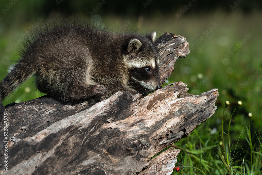 Naklejka premium Raccoon (Procyon lotor) Investigates Log Summer
