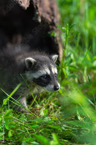 Raccoon (Procyon lotor) Looks Out of at End of Log Summer © hkuchera