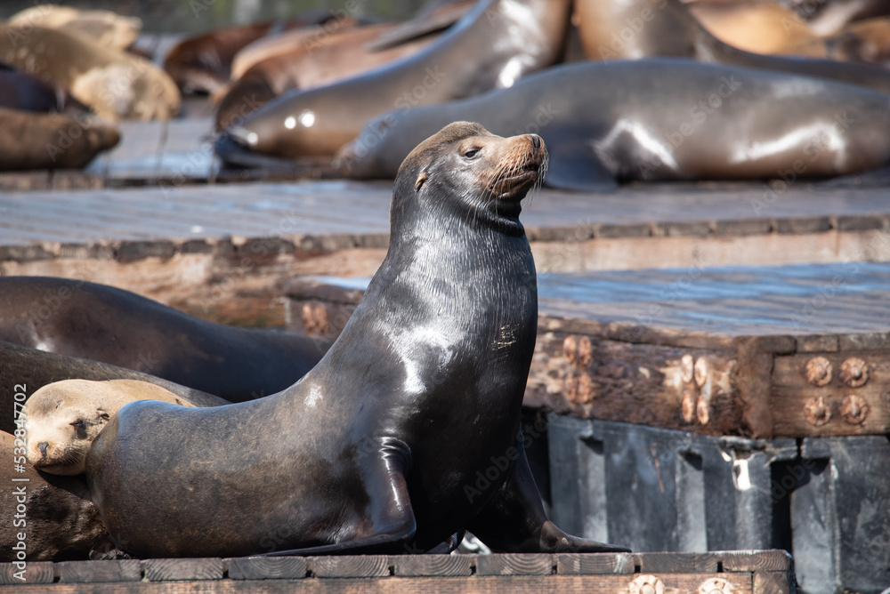 Fototapeta premium A stoic looking sea lion posing on the dock in San Francisco