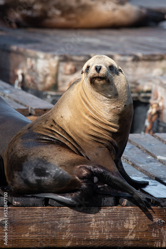 A dopey looking sea lion hanging out on a dock