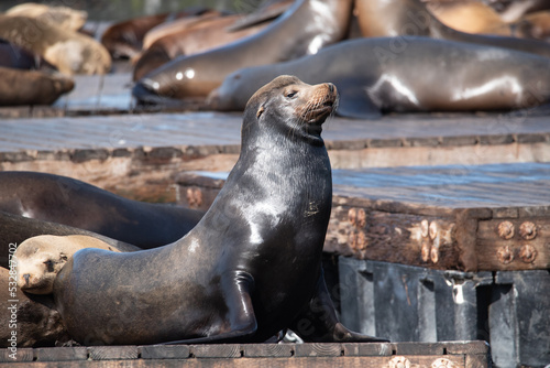A stoic looking sea lion posing on the dock in San Francisco