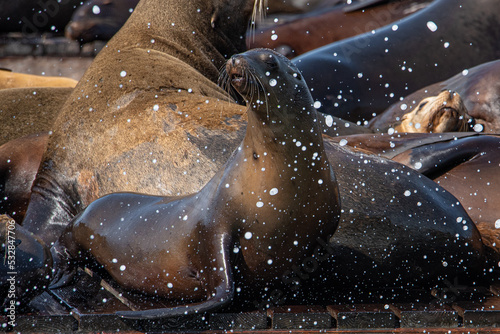 Sea lions getting splashed with water