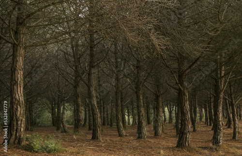 Beautiful pine forest in autumn.