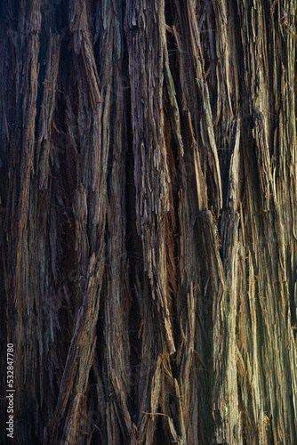 A close up detailed view of a massive redwood tree