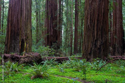 A forest scene with several massive redwood trees