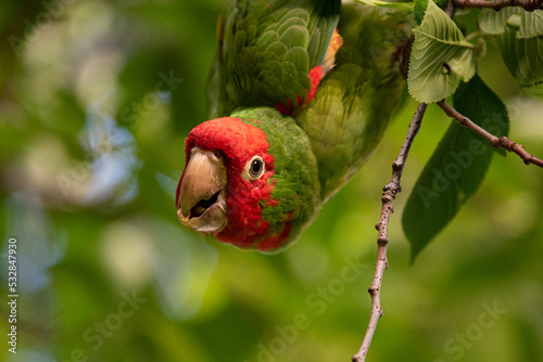 A parrot hanging down from a tree