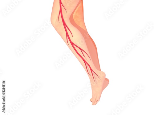 illustration of the circulatory system in a leg. Graphic representation of the anatomy, on a white background,