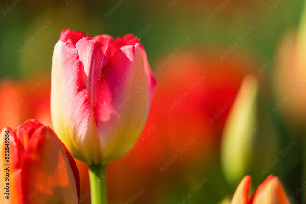 red yellow tulip