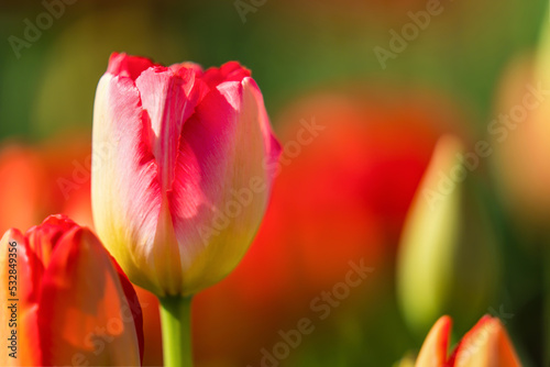 red yellow tulip