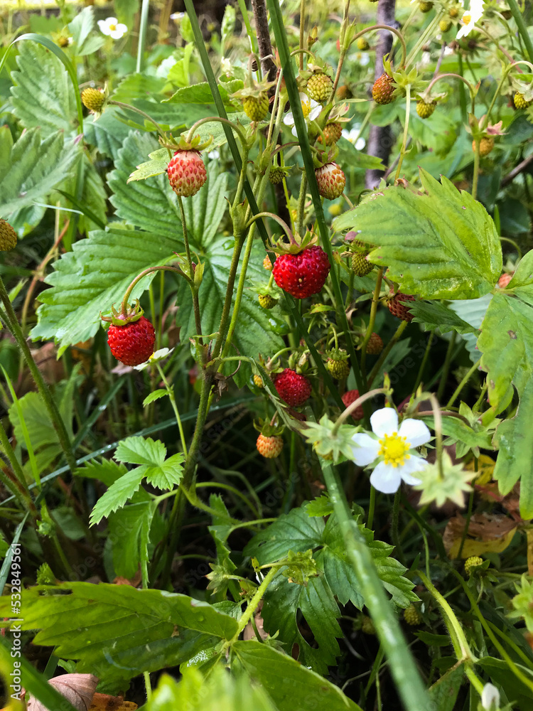 Ripe strawberries on a sunny summer day in the meadow. Natural healthy food. Ripe strawberries on a sunny summer day in the meadow. Natural healthy food.