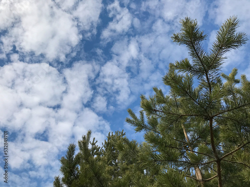 Forest trees against a blue sky with white clouds on a summer day. Coniferous trees in the forest. Hiking and tourism concept. travel background © Elizaveta