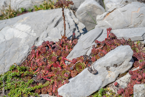 Houseleeks with dried flower on the stone/rock in the field on the mountain surrounded with grass in the autumn photo