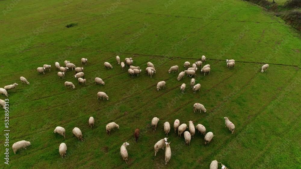 Aerial View of Sheeps Grazing on Green Field Aerial View of Sheeps Grazing on Green Field