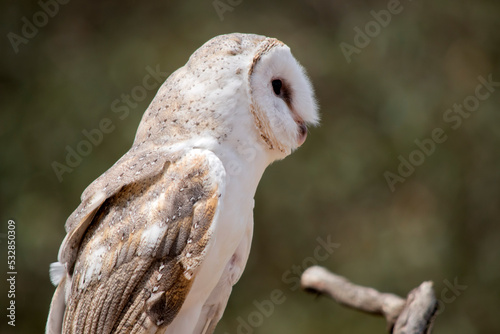 The barn owl is a medium-sized  pale-coloured owl with long wings and a short  squarish tail. It has a heart shape white face