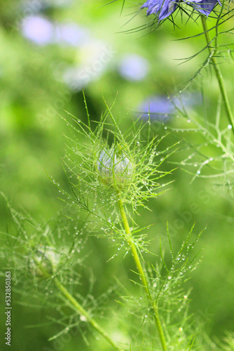 nigelle damass  e  nigelle de damas  dans un champ de fleurs vertes avec la ros  e du matin  goutte d eau - pluie  . fleur blanche et fleur bleue. photo avec bokeh. nigella damascena - image verticale