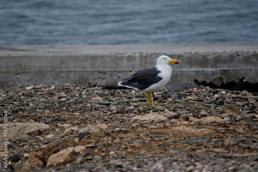 the pacific gull has a white body and head and grey wings