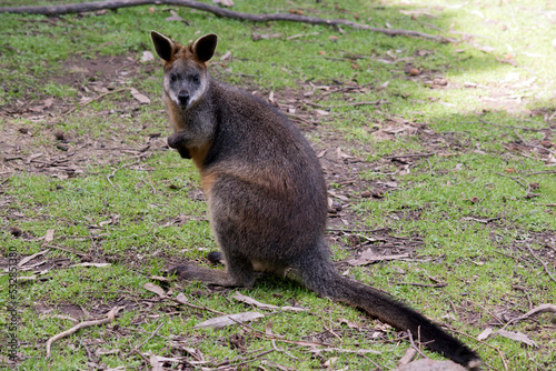 the swamp wallaby is a large grey wallaby  with a tan arms and top of head