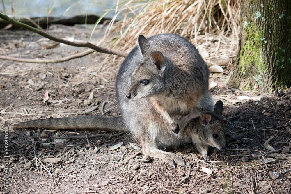 this is a close up of a tammar wallaby with a joey in her pouch this is a close up of a tammar wallaby with a joey in her pouch