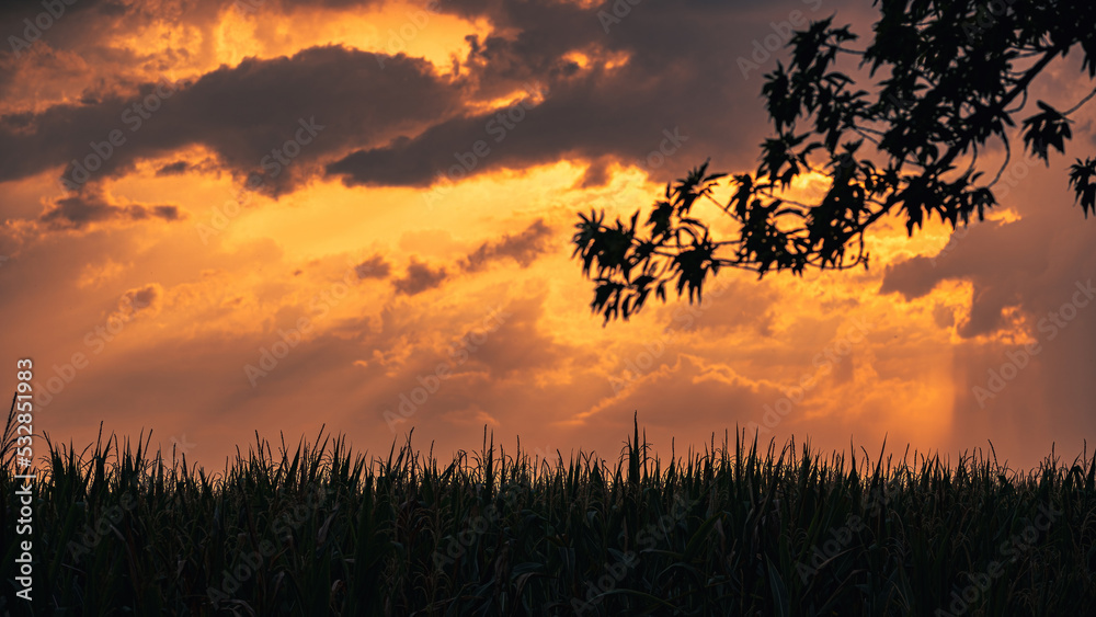Landwirtschaft: Maisfeld am Abend