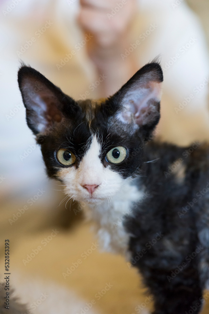 Naklejka premium Weibliche junge Devon Rex Katze