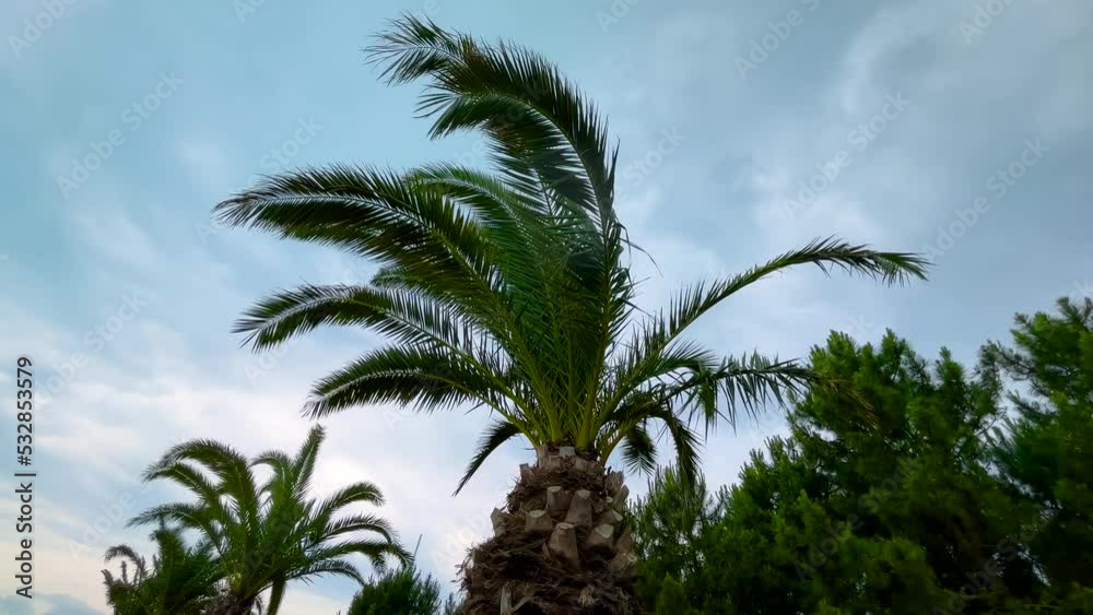 Green palm leaves blowing in the strong stormy wind in the park, forest - Batumi, Georgia. Tropical, abstract, b-roll, environment and nature concept Green palm leaves blowing in the strong stormy wind in the park, forest - Batumi, Georgia. Tropical, abstract, b-roll, environment and nature concept