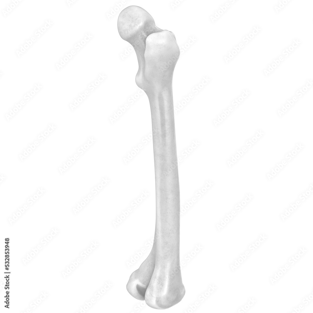 3d rendering illustration of a human femur 3d rendering illustration of a human femur