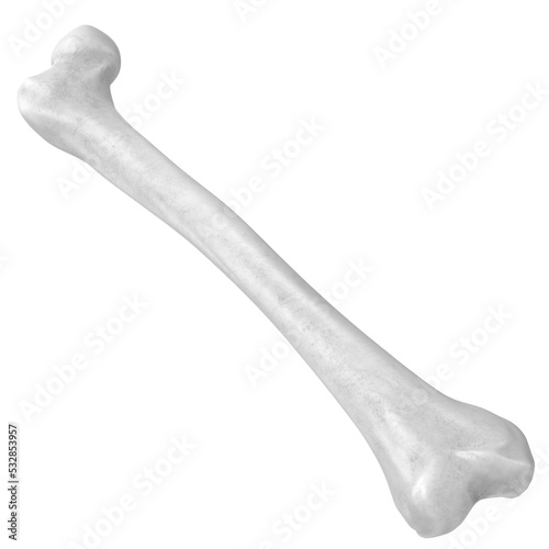 3d rendering illustration of a human femur photo